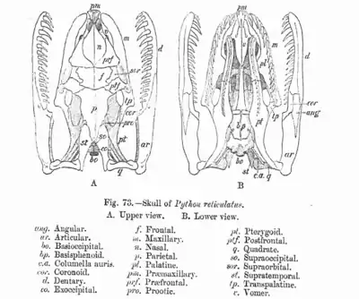 Skull diagram