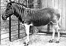 Only quagga photographed alive, at London Zoo in 1870.