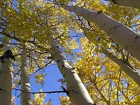 Quaking Aspens (September 2005)