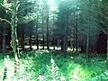 Trees in the dense forest in Crompton Moor