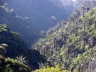 J. chilensis growing in habitat in Quebrada Rodelillo