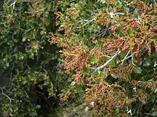 "Cuscolium" the kermes oak, here displaying red flower buds