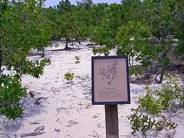 A stand of turkey oaks growing on white sand near the banks of the Ocmulgee River in the state of Georgia