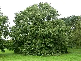 Quercus libani