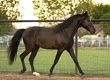 Missouri Fox Trotter