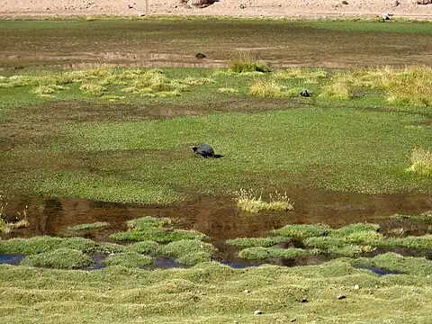 Putana River bofedal with birds