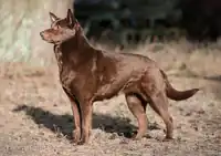 Red Kelpie