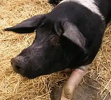 A Wessex Saddleback pig