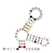 Flavi_ISFV_repeat_Ra Secondary structure taken from the Rfam database. Family RF03544