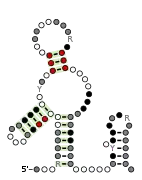 Flavi_xrRNA Secondary structure taken from the Rfam database. Family RF03547