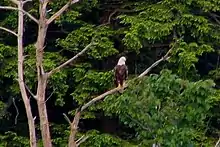 Photo of a large dead tree with a white-headed eagle on one branch, and lush green foliage in the background.