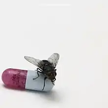 A photo of a fly standing on a dark-red pill on a white table in a white room with the words "I'm With You". Half of the pill is colored white. The words "Red Hot Chili Peppers" can be seen above the fly and the pill in white.