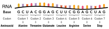 An RNA molecule consisting of nucleotides. Groups of three nucleotides are indicated as codons, with each corresponding to a specific amino acid.