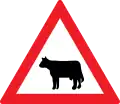 Cattle