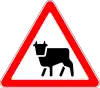 Cattle