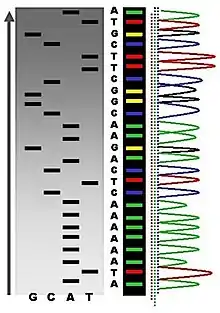 The results of DNA sequencing listing the DNA molecule's nucleobases (coded as G, C, A or T)