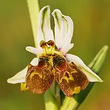 Image 14Mutation with double bloom in the Langheck Nature Reserve near Nittel, Germany (from Mutation)