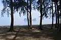 Trees at Rajamangala Beach, Trang coastline