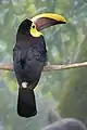 Swainson's toucan