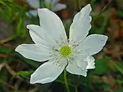 Close-up of the flower