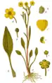 Ranunculus flammulaIllustration in:Jakob Sturm: "Deutschlands Flora in Abbildungen",Stuttgart (1796)