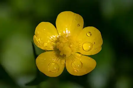 The gloss of buttercup flowers is due to thin-film interference.