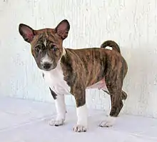 Basenji puppy