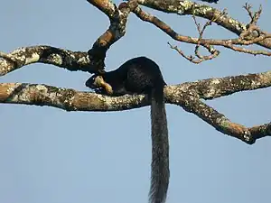 The Black giant squirrel (Ratufa bicolor), Thai: พญากระรอกดำ.