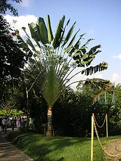 Ravenala madagascariensis (Strelitziaceae)