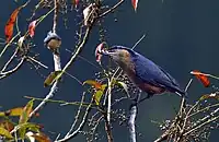 Chestnut bellied Nuthatch