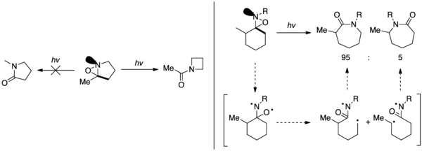 Evidence for selectivity based on nitrogen lone pair orientation.