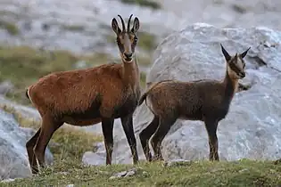 Cantabrian chamois, Picos de Europa