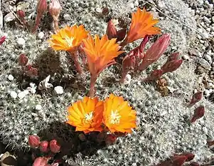 Clustered globular habit (Rebutia species)