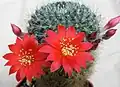 Rebutia senilis v.iseliana