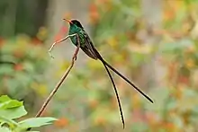 Red-billed streamertail