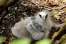 A chick of the subspecies mesonauta can be seen with a yellow beak turning its head to look at the camera.