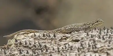 juvenile, Ghana