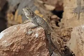 A female with moult, Gambia