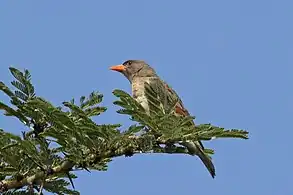 female A. r. leuconotusSoysambu Conservancy, Kenya