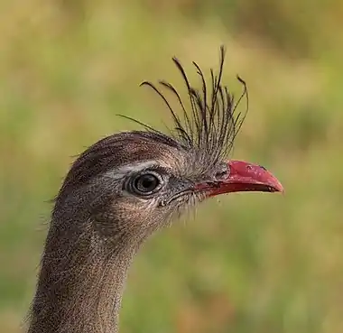 Cariama cristatathe Pantanal, Brazil