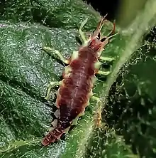 Red-lipped Green Lacewing (Chrysoperla rufilabris) larva