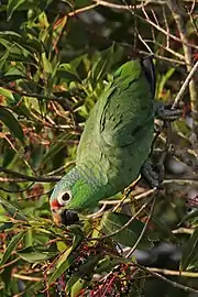 A. a. salvini feeding in the wild, Panama