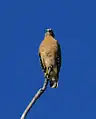 Red-shouldered hawk, Florida subspecies