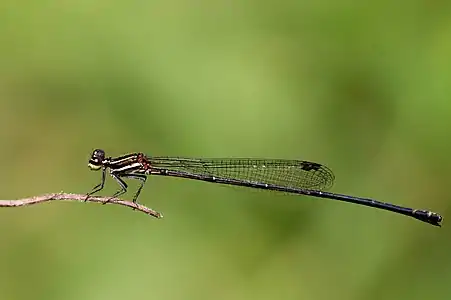 Prodasineura verticalis female