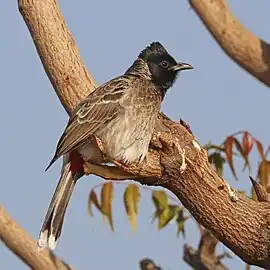 P. c. humayuniRajasthan, India