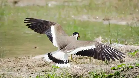 V. i. indicusshowing the diagnostic white wing bar and a broad black band on the white tail