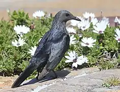 Female, showing streaky grey head plumage