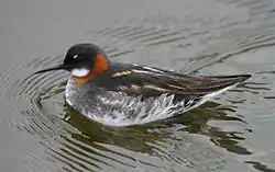 Red-necked phalaropePhalaropus lobatusodinshane