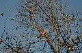 Red-shouldered hawk in the park