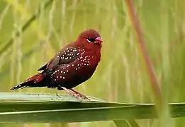 Male Red avadavat in breeding plumage